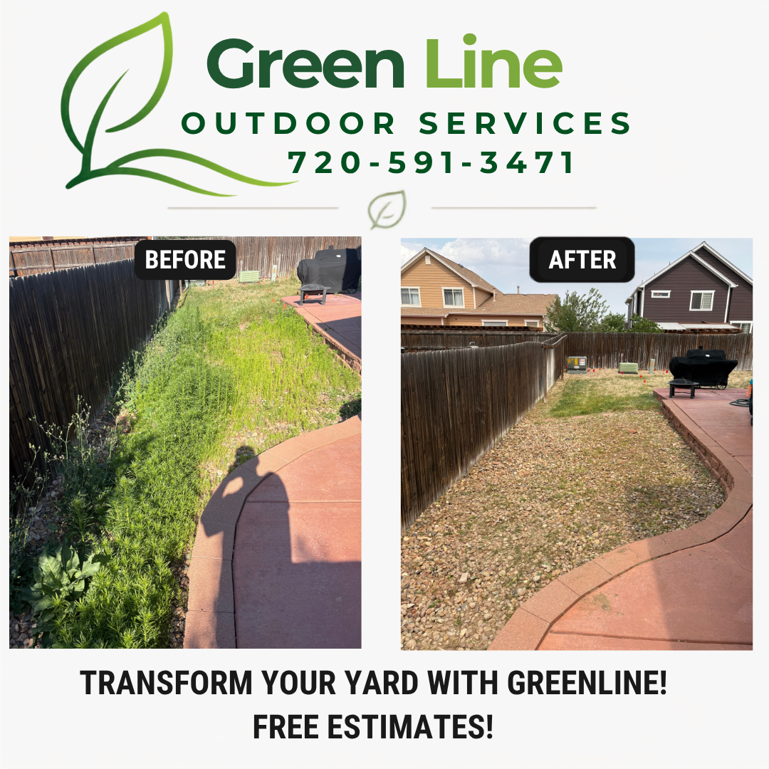 Before and after backyard weed clearing and cleanup