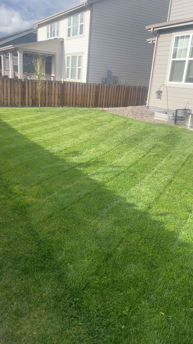 Backyard lawn freshly mowed with visible stripe pattern